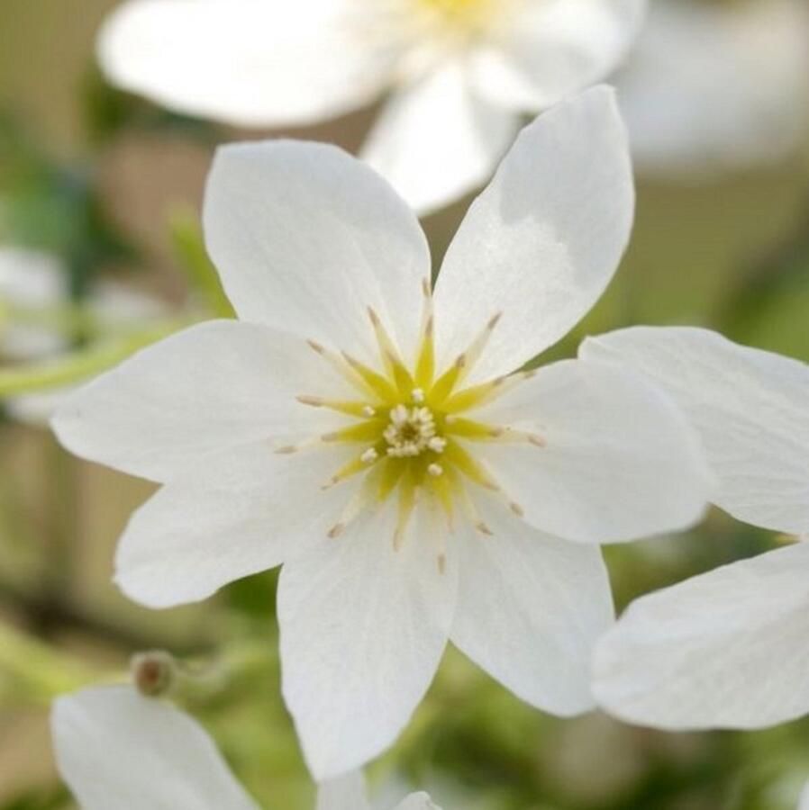 Arborix Clematis 'Joe' Bosrank 50-60 cm pot: Klimplant met donkerpaarse bloemen bloeit in de late zomer en herfst
