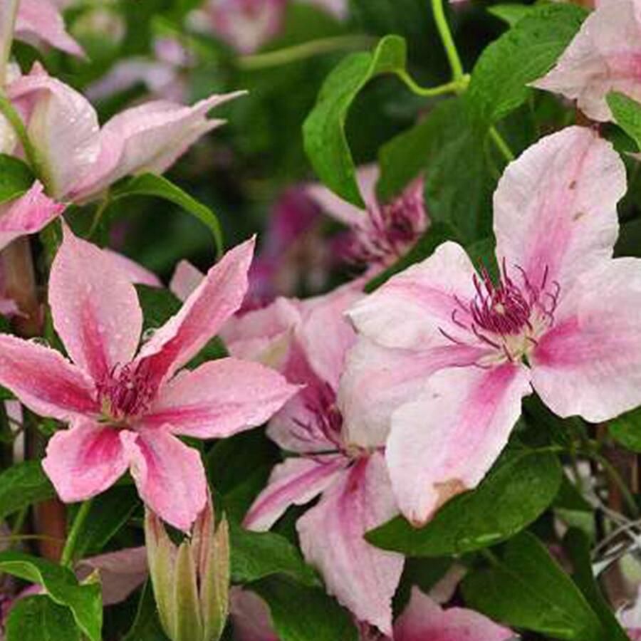 Arborix Clematis 'Pink Fantasy' Bosrank 50-60 cm: Klimplant met lichtroze bloemen met donkerroze strepen bloeit in de zomer en herfst
