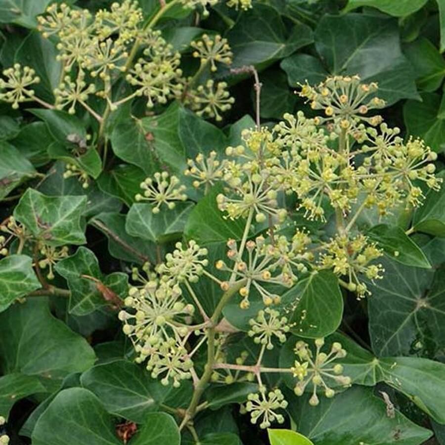 Arborix Hedera Helix Klimop 60-80 cm in pot: Veelzijdige groenblijvende klimplant ideaal voor bedekking of als bodembedekker