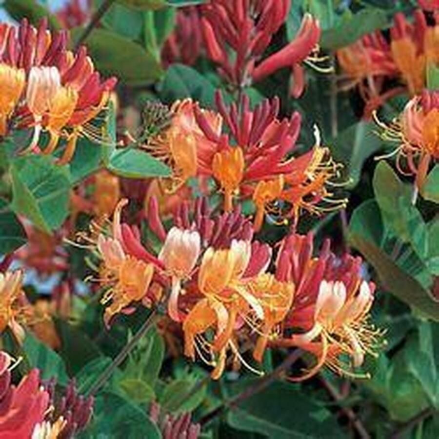 Arborix Lonicera Heckrottii 'Goldflame' Kamperfoelie 175-200 cm pot: Klimplant met roze geurende bloemen