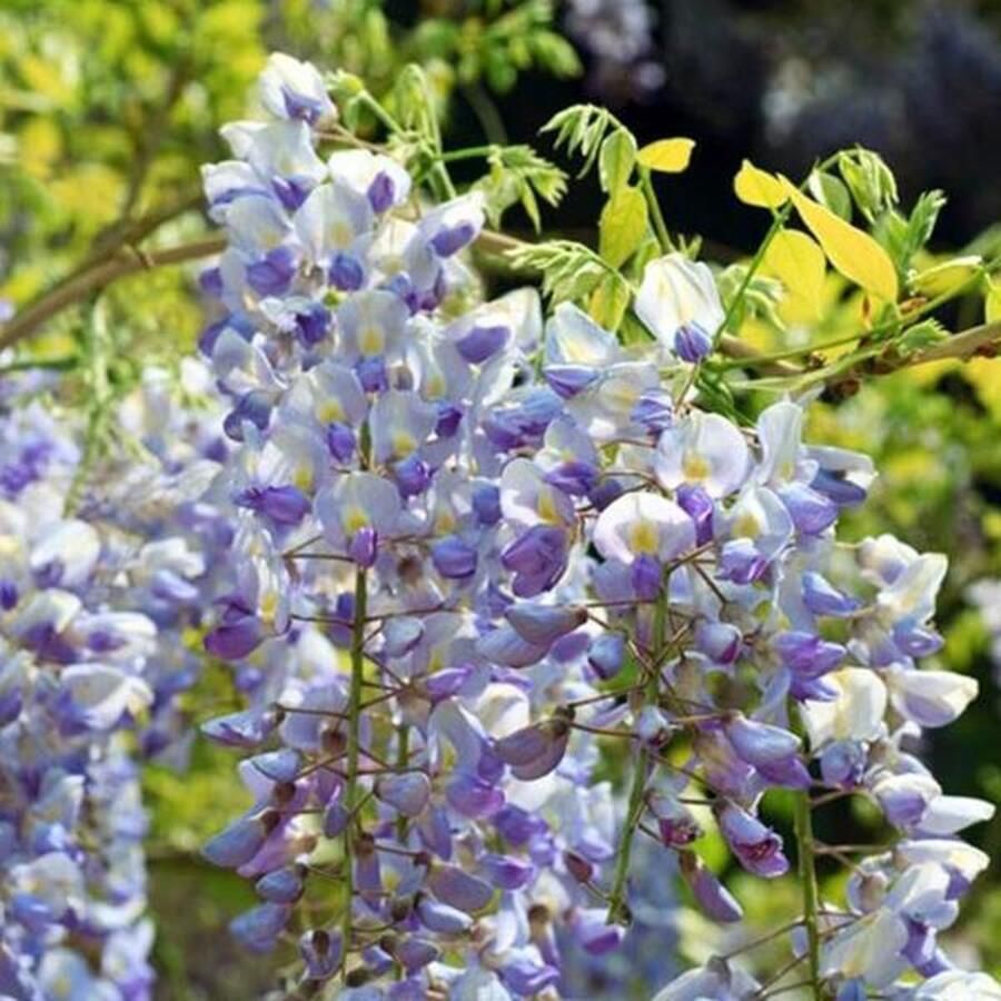 Arborix Wisteria floribunda 'Multijuga' Blauwe Regen 80-100 cm in pot: Langbloeiende klimplant met extreem lange paarse bloemtrossen