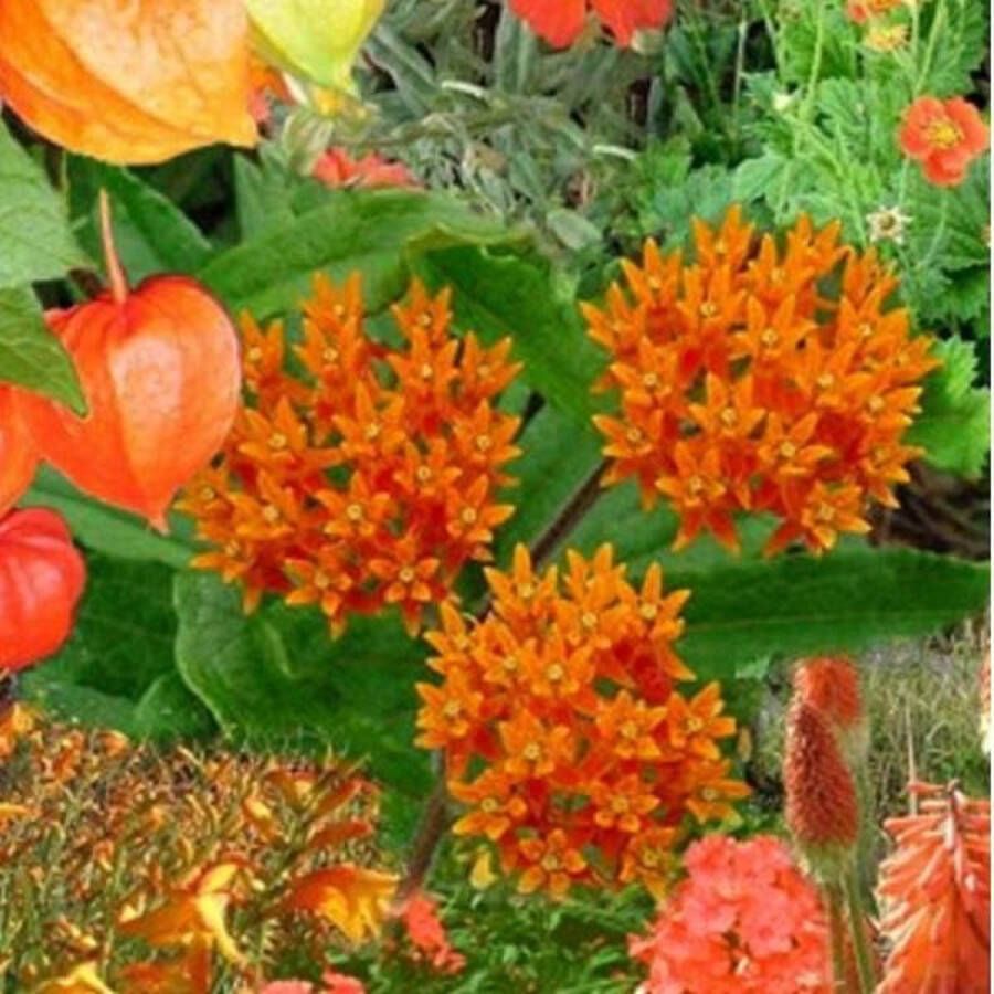 Arborix Borderpakket Oranje 3 m²: 24 Vaste Planten