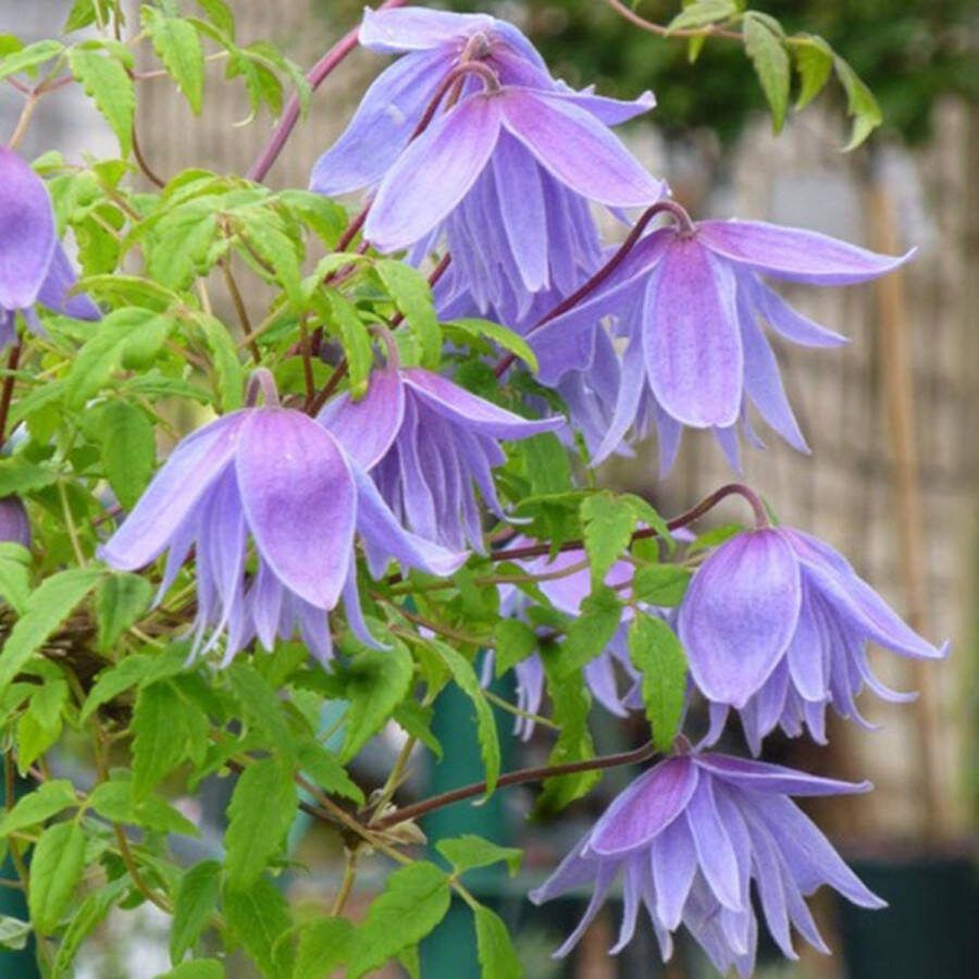 Arborix Clematis Alpina 'Frankie' Bosrank 50-60 cm in pot: Klimplant met lichtblauwe bloemen in het vroege voorjaar