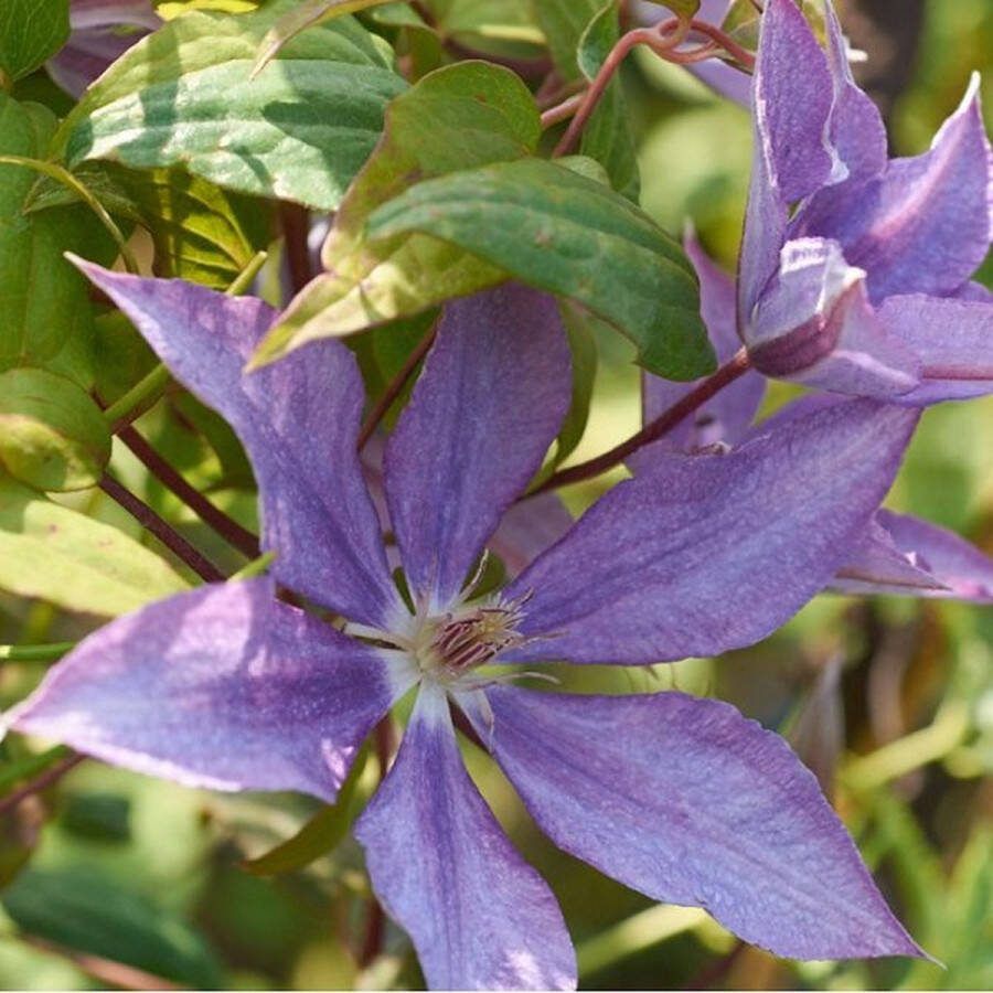 Arborix Clematis 'Bagatelle' Bosrank 50-60 cm in pot: Klimplant met dieprode bloemen in de late lente en zomer