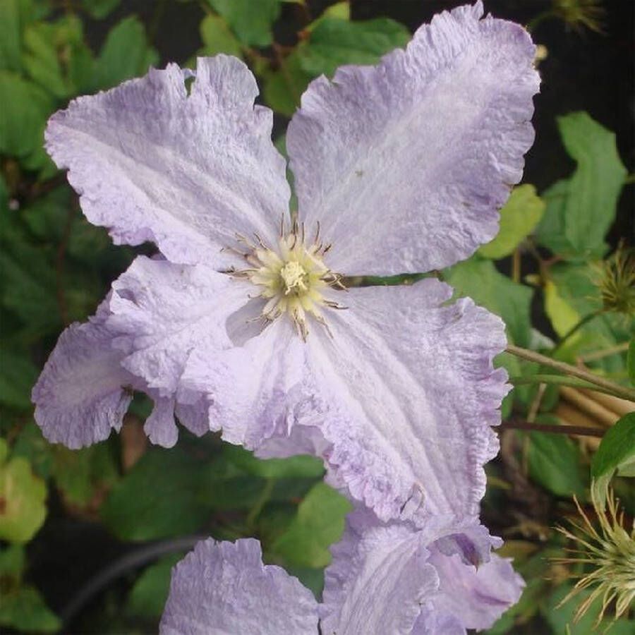 Arborix Clematis 'Blekitny Aniol' Bosrank 50-60 cm in pot: Klimplant met grote hemelsblauwe bloemen in de zomer
