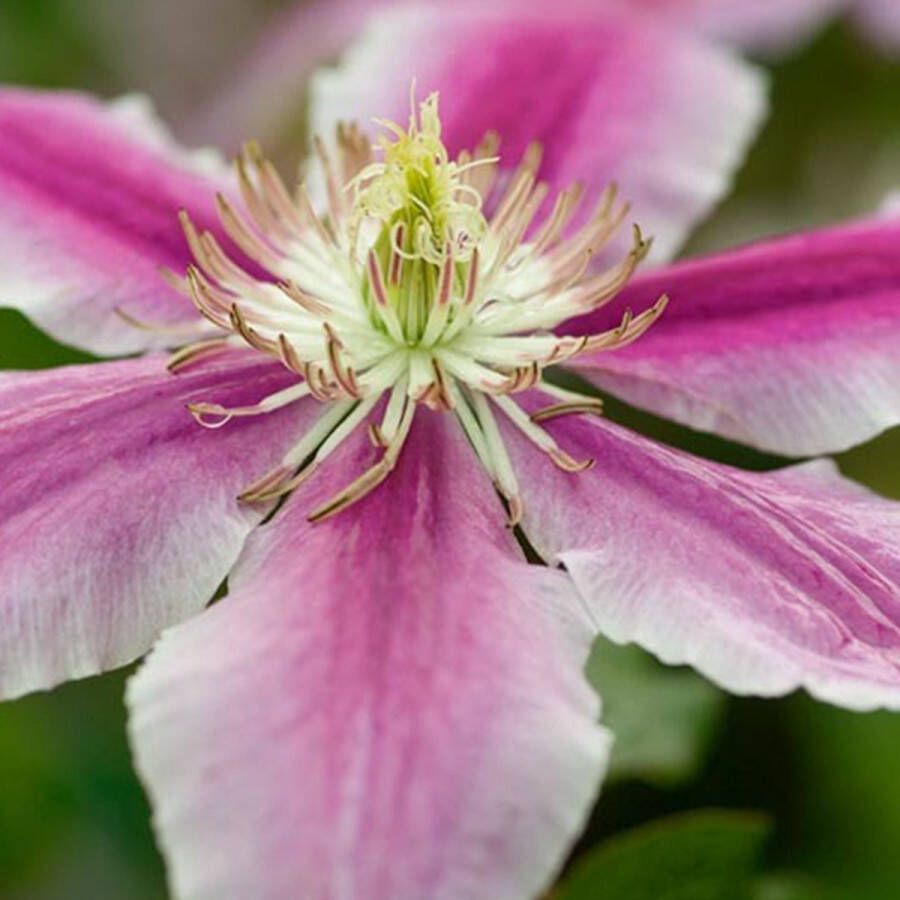 Arborix Clematis Dr. Ruppel Bosrank Klimplant 50-60 cm in pot