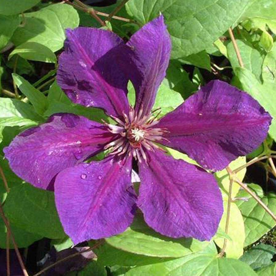 Arborix Clematis 'Gipsy Queen' Bosrank 50-60 cm in pot: Klimplant met donkerpaarse bloemen in de late zomer