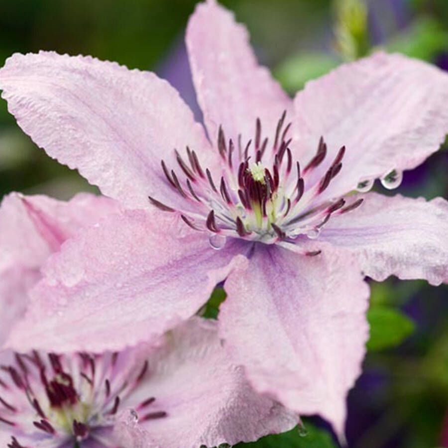 Arborix Clematis Hagley Hybrid Bosrank Klimplant 50-60 cm in pot