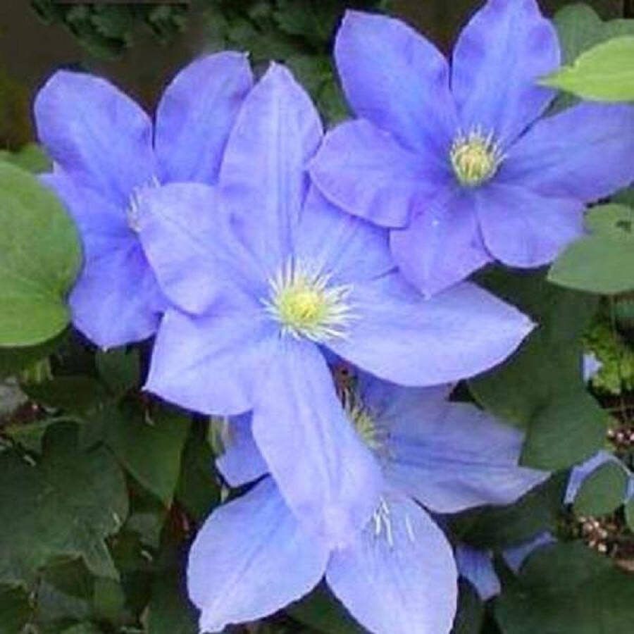 Arborix Clematis 'H.F. Young' Bosrank 50-60 cm in pot: Klimplant met grote hemelsblauwe bloemen in het late voorjaar en vroege zomer