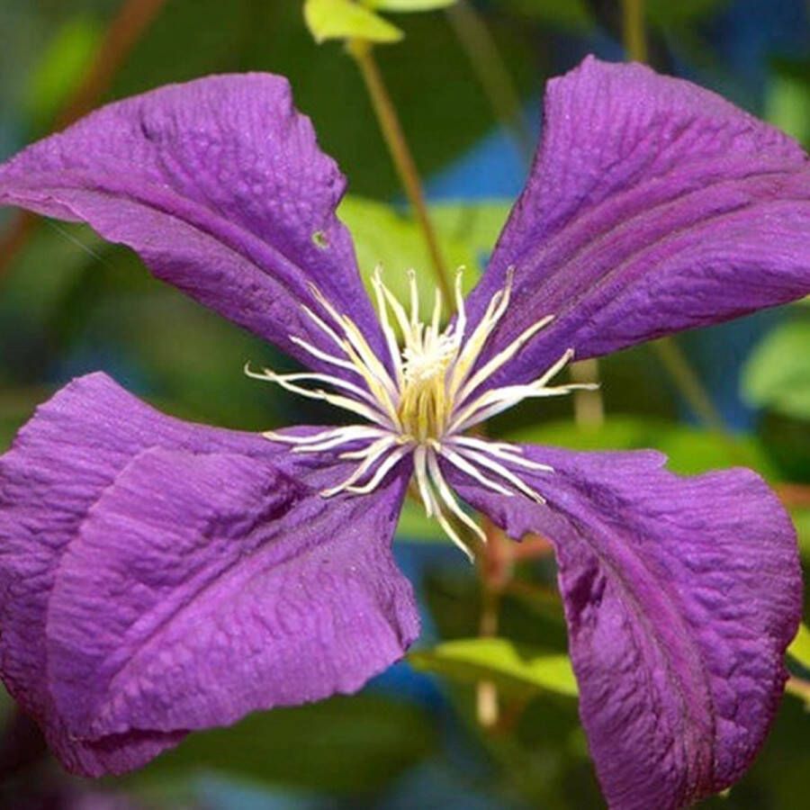 Arborix Clematis Jackmanii Bosrank Klimplant 50-60 cm in pot