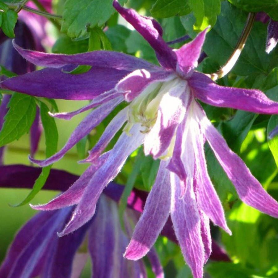 Arborix Clematis 'Jan Lindmark' Bosrank 50-60 cm in pot Kleinbloemige klimplant met een elegante opgaande groei