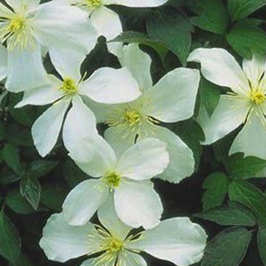 Arborix Clematis Montana Grandiflora Bosrank Klimplant 50-60 cm in pot