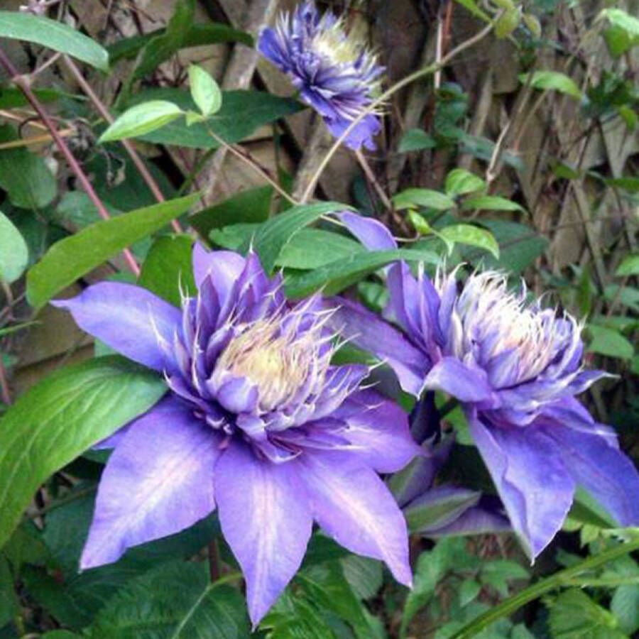 Arborix Clematis Multi Blue Bosrank Klimplant 50-60 cm in pot