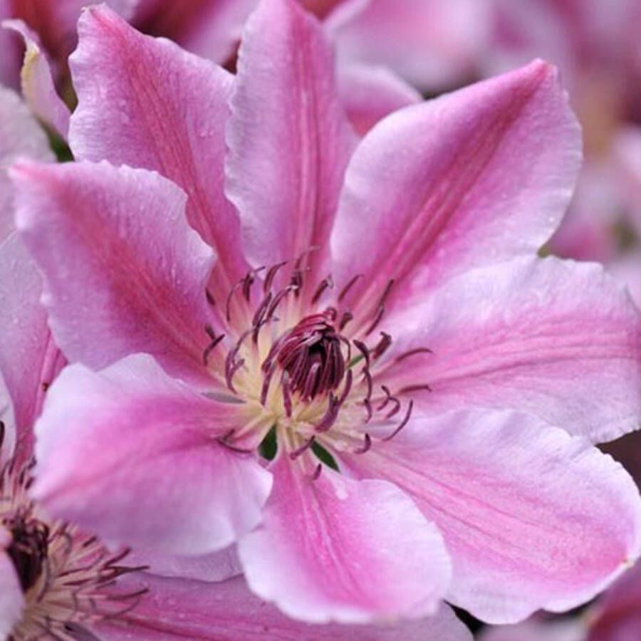 Arborix Clematis Nelly Moser Bosrank Klimplant 50-60 cm in pot