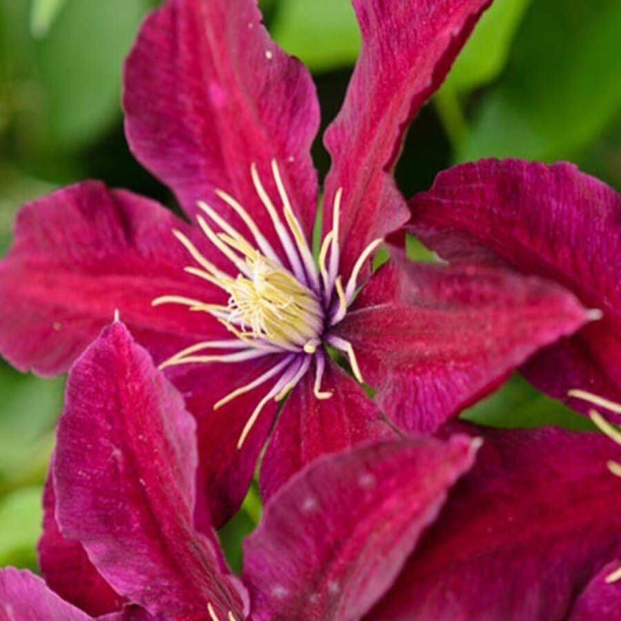 Arborix Clematis Niobe Bosrank Klimplant 50-60 cm in pot Grootbloemige Clematis met Rode Bloemen