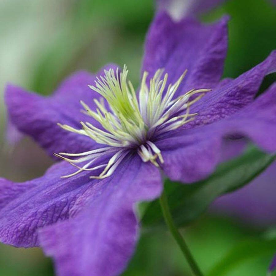 Arborix Clematis 'Rhapsody' Bosrank 50-60 cm in pot: Klimplant met rijkbloeiende felblauwe bloemen in de zomer