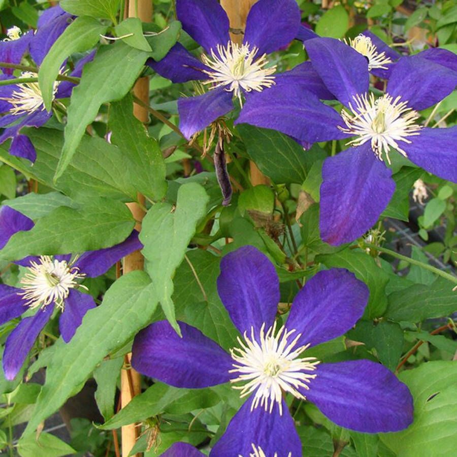 Arborix Clematis 'The Vagabond' Bosrank 50-60 cm in pot Grootbloemige klimplant met compact opgaande groei