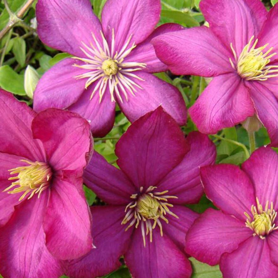 Arborix Clematis Ville de Lyon Bosrank Klimplant 50-60 cm in pot