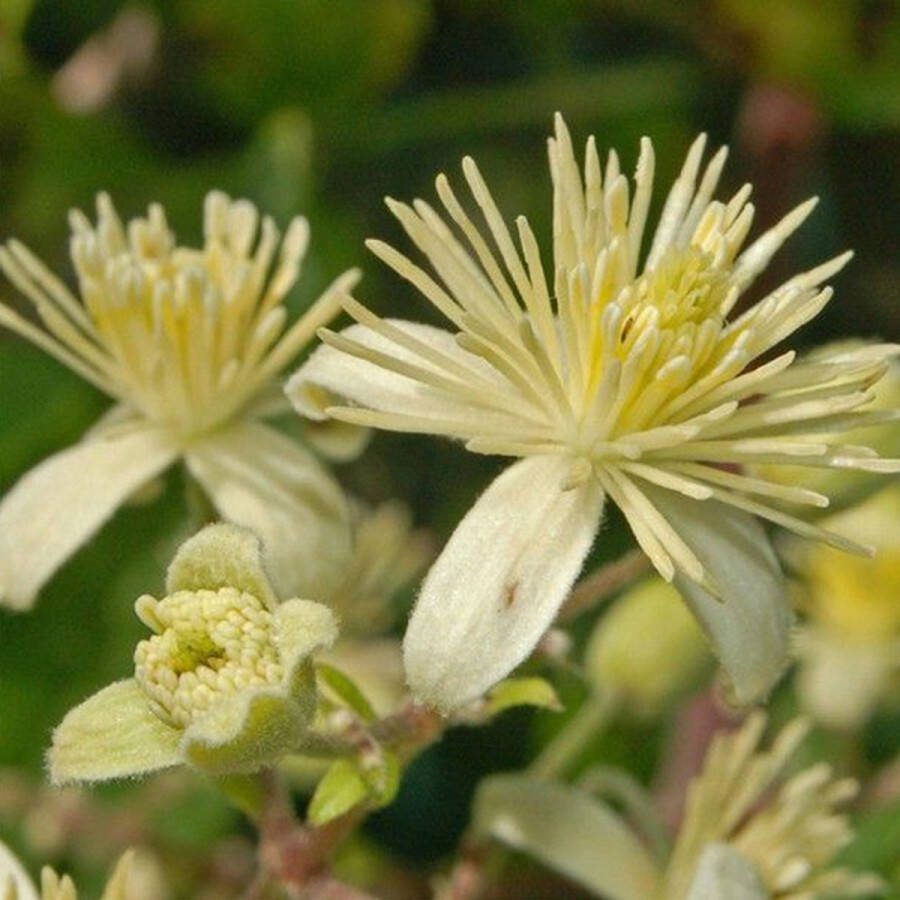 Arborix Clematis Vitalba Bosrank 50-60 cm in pot: Klimplant met witte pluizige bloemen in de zomer