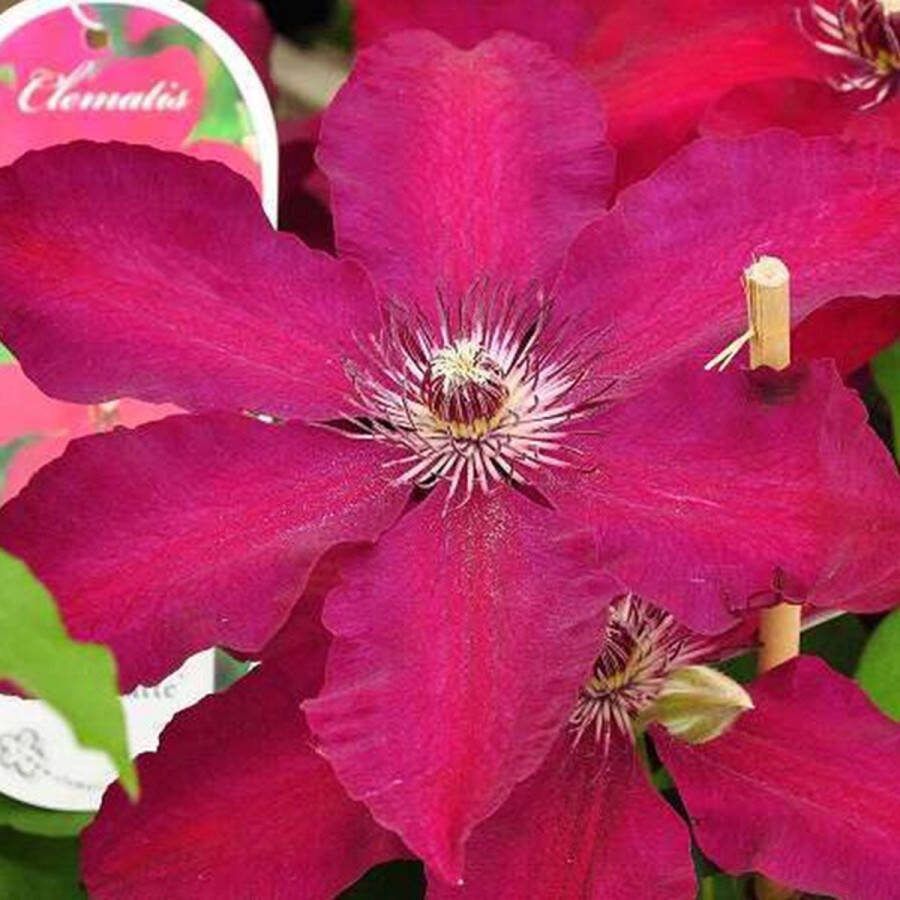 Arborix Clematis 'Westerplatte' Bosrank 50-60 cm in pot: Klimplant met donkerrode bijna fluwelen bloemen in de vroege zomer