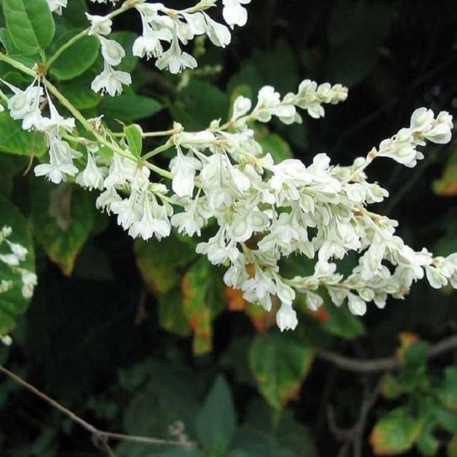 Arborix Fallopia Baldschuanica Bruidssluier 50-60 cm in pot Klimplant