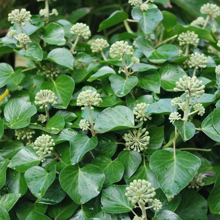 Arborix Hedera Helix Klimop 80-100 cm in pot: Wintergroene klimplant ideaal voor bedekken van muren of schuttingen