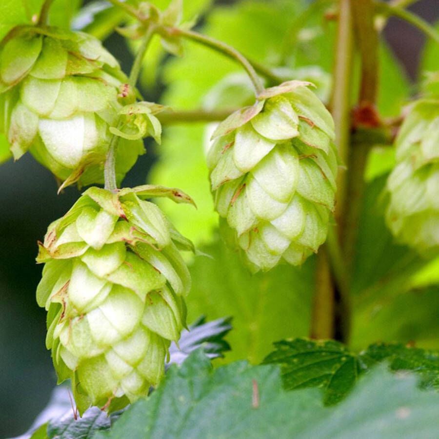 Arborix Humulus Lupulus Nordbrau Hop Plant Klimplant 50-60 cm in pot Ontdek de veelzijdigheid van Hop