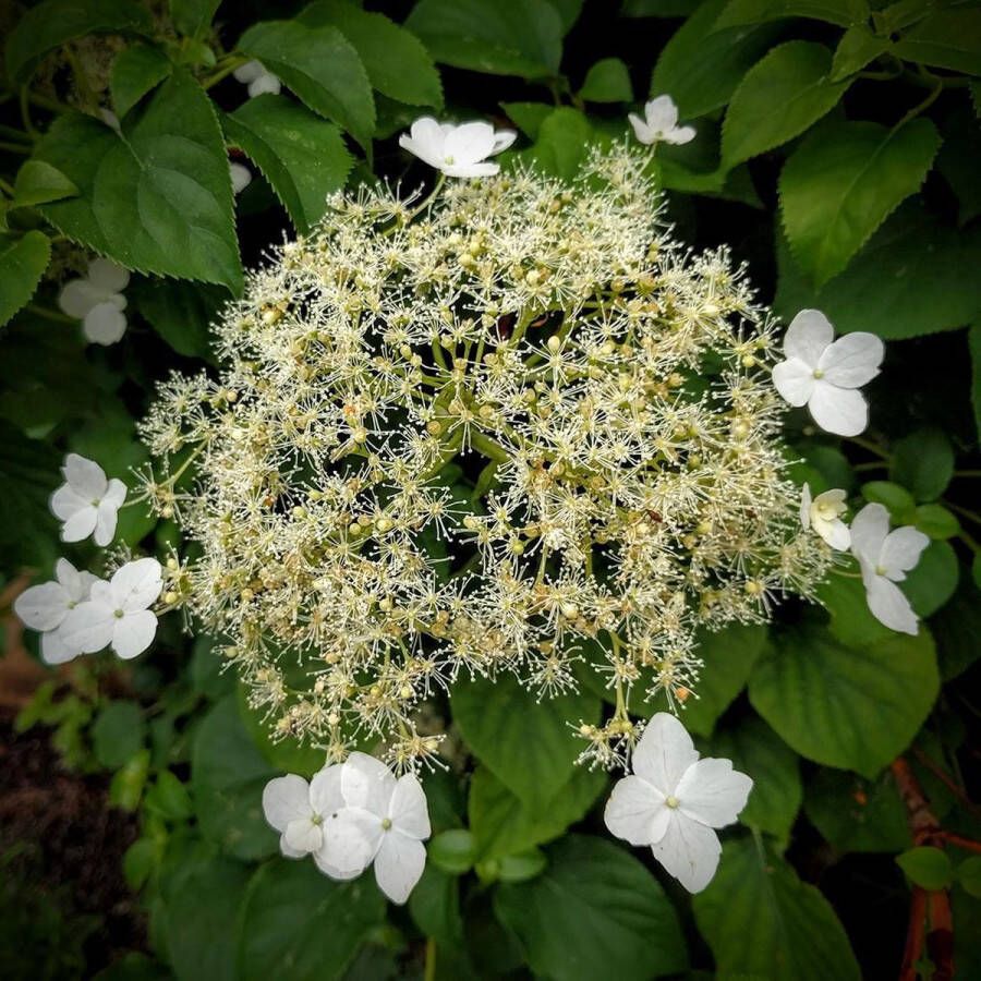 Arborix Hydrangea anomala 'Petiolaris' Klimhortensia 125-150 cm in pot: Klimplant met witte bloemschermen voor een schaduwrijke muur