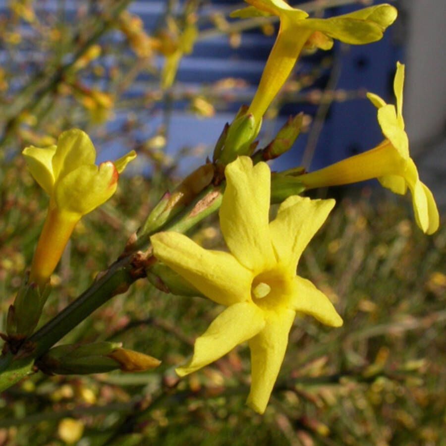 Arborix Jasminum Nudiflorum Winterjasmijn Klimplant 50-60 cm in pot