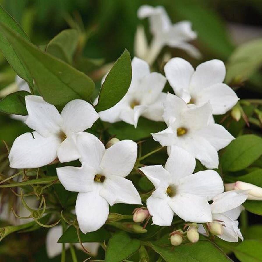 Arborix Jasminum officinale Winterjasmijn 80-100 cm in pot: Klimplant met geurige witte bloemen in de zomer