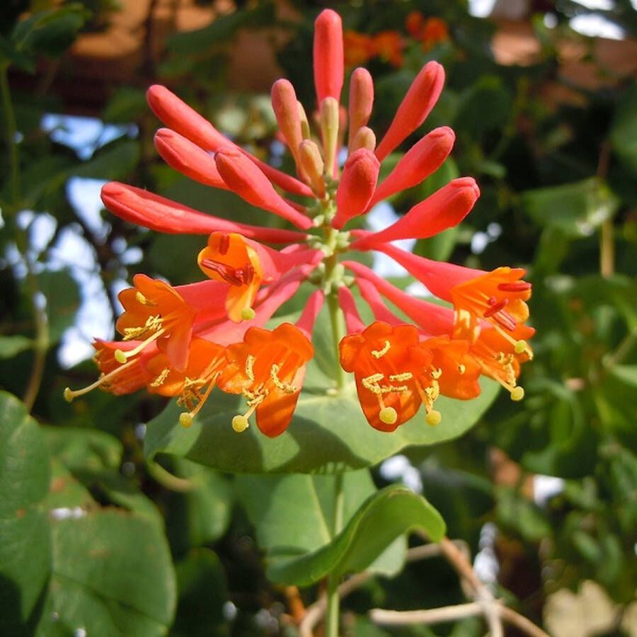 Arborix Lonicera Brownii Dropmore Scarlet Kamperfoelie Klimplant 50-60 cm in pot