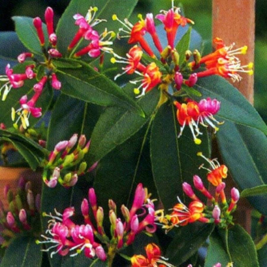 Arborix Lonicera Henryi Kamperfoelie Klimplant 50-60 cm in pot