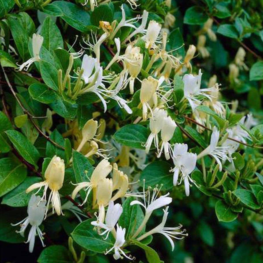 Arborix Lonicera Japonica 'Halliana' Kamperfoelie 175-200 cm in pot: Sterk geurende klimplant met witte tot geelkleurige bloemen
