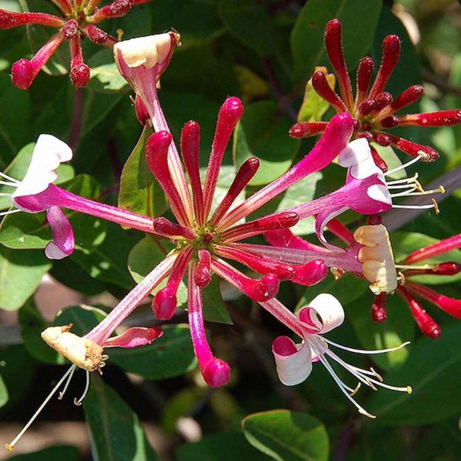 Arborix Lonicera Japonica Red World Kamperfoelie Klimplant 50-60 cm in pot