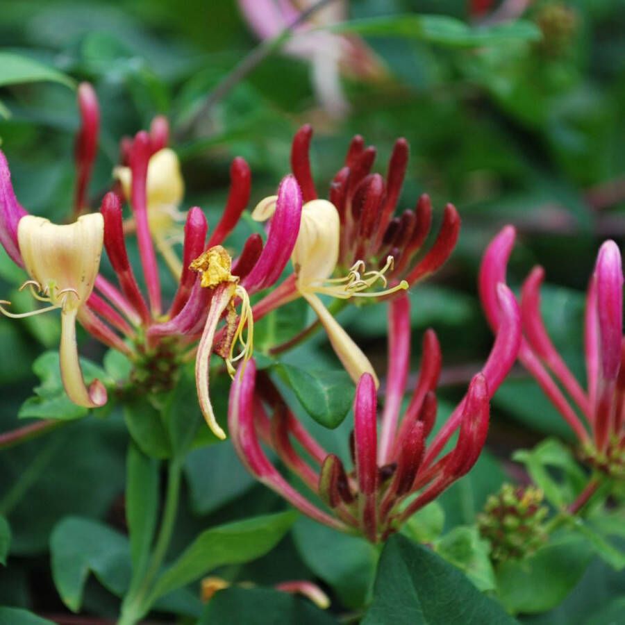 Arborix Lonicera Periclymenum Serotina Wilde Kamperfoelie Klimplant 50-60 cm in pot