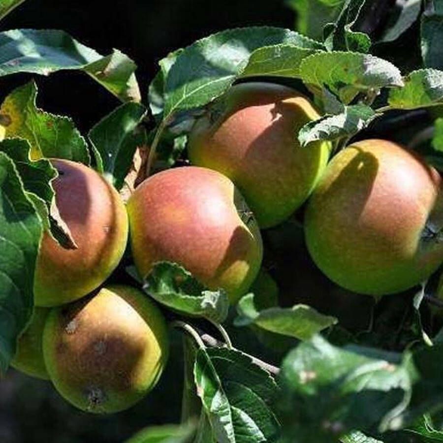 Arborix Malus D. 'Cox'S Orange Pippin': Sappige Appelboom met Halfstam 175 cm Perfect voor Je Tuin