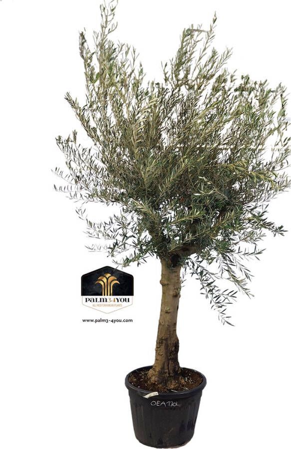 Arborix Olea europaea 'Andalucia' 130 L Olijfboom 'Andalucia' 300 cm Stamomtrek 50-60 cm Stamhoogte 100-120 cm Mediterrane Olijfboom voor Tuin en Landschap