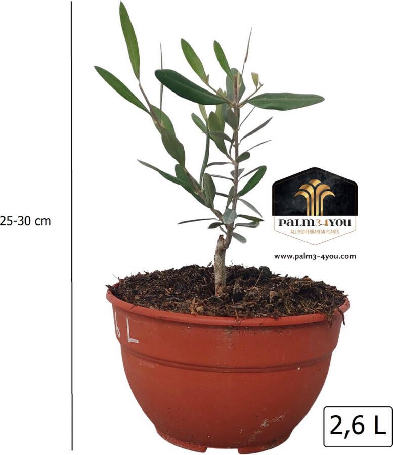 Arborix Olea europaea 'Bush' 2 6 Liter Olijfboom 25-30 cm Hoogte Kleine Olijfboom voor Patio's en Balkons