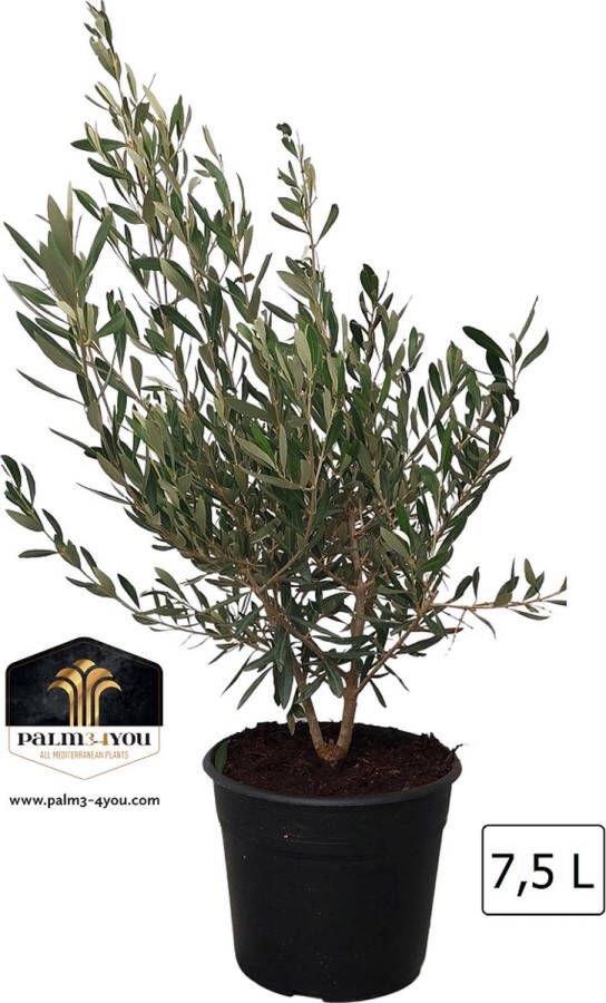Arborix Olea europaea 'Bush' 7 5 Liter Olijfboom 90-100 cm Hoogte Compacte Olijfboom voor Terras en Tuin