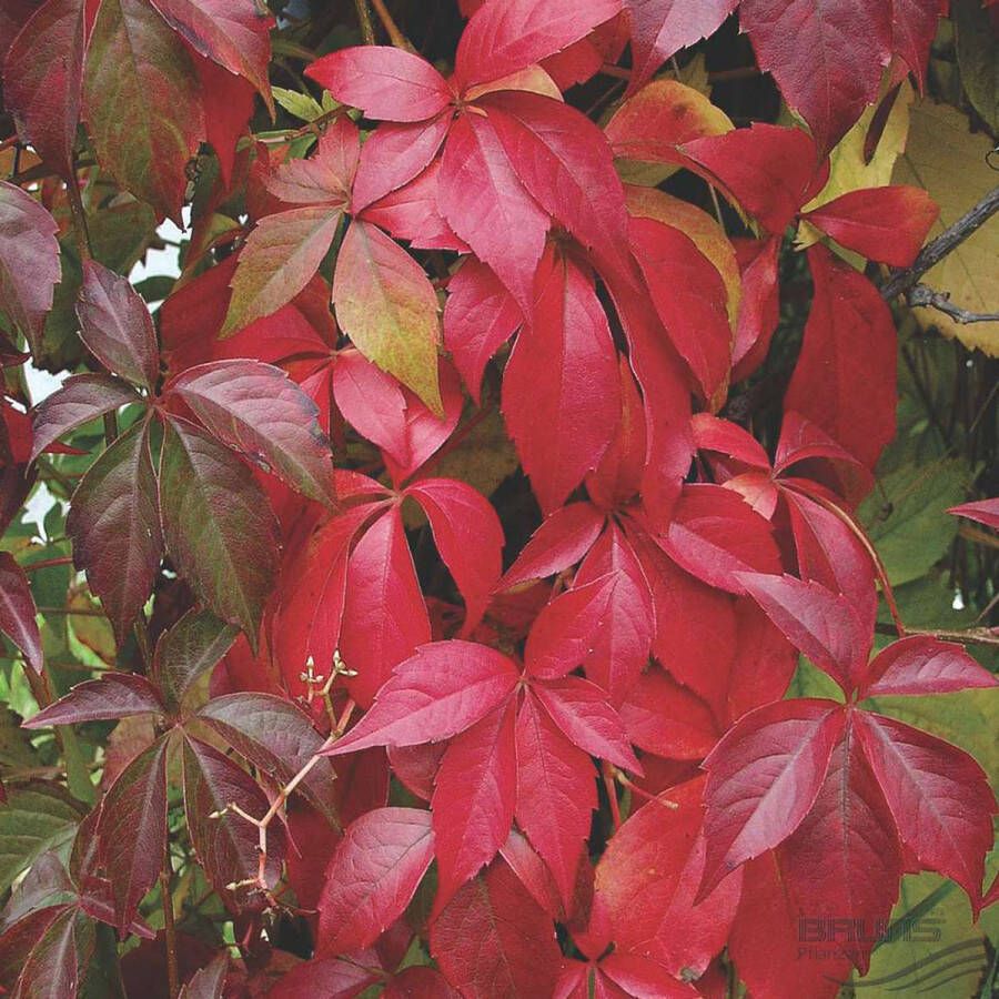 Arborix Parthenocissus Engelmannii Wilde Wingerd Klimplant 50-60 cm in pot