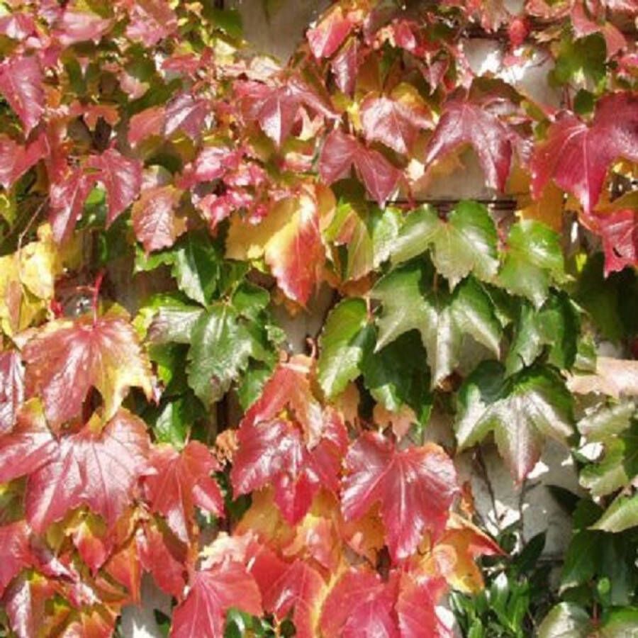 Arborix Parthenocissus Tricuspidata Veitch Boskoop Wilde Wingerd Klimplant 50-60 cm in pot