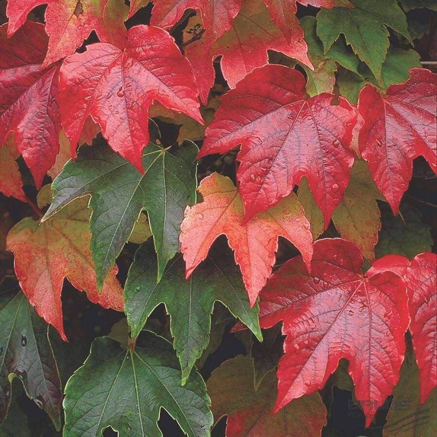 Arborix Parthenocissus tricuspidata 'Veitchii' Wilde Wingerd 100-125 cm in pot: Klimplant met snelle groei en spectaculaire herfstkleuren