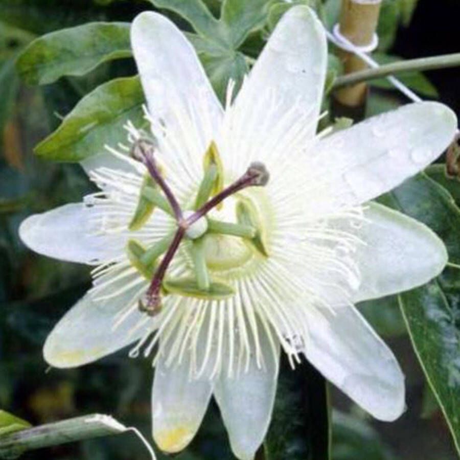 Arborix Passiflora Caerulea Constance Elliot Passiebloem Klimplant 50-60 cm in pot