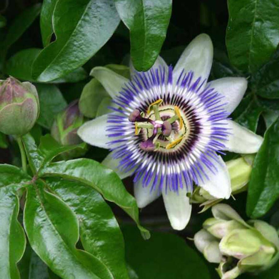 Arborix Passiflora Caerulea Passiebloem Klimplant 50-60 cm in pot