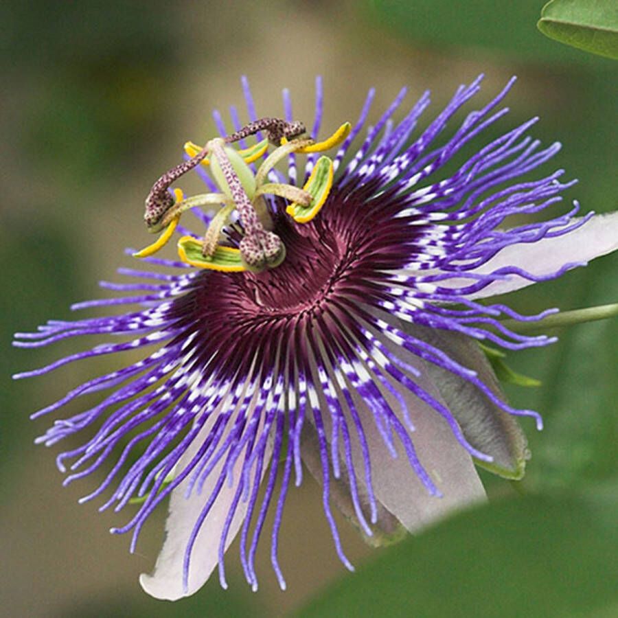 Arborix Passiflora Purple Haze Passiebloem Klimplant 50-60 cm in pot