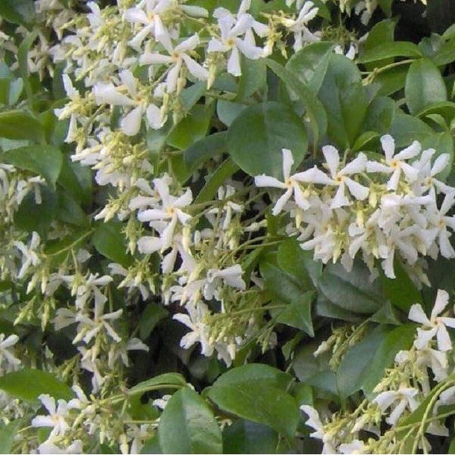 Arborix Trachelospermum Jasminoides Sterjasmijn 50-60 cm in pot Een Blijvende Klimplant met Betoverende Bloemen