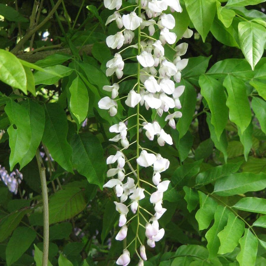 Arborix Wisteria Floribunda 'Alba' Blauwe Regen 200-250 cm in pot: Grootbloemige witte variant van de klassieke klimplant