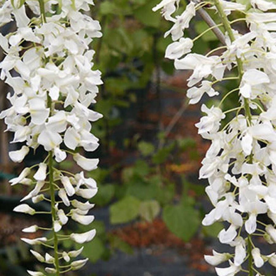 Arborix Wisteria Floribunda Longissima Alba Blauwe Regen Wit Klimplant Sierheester 50-60 cm in pot