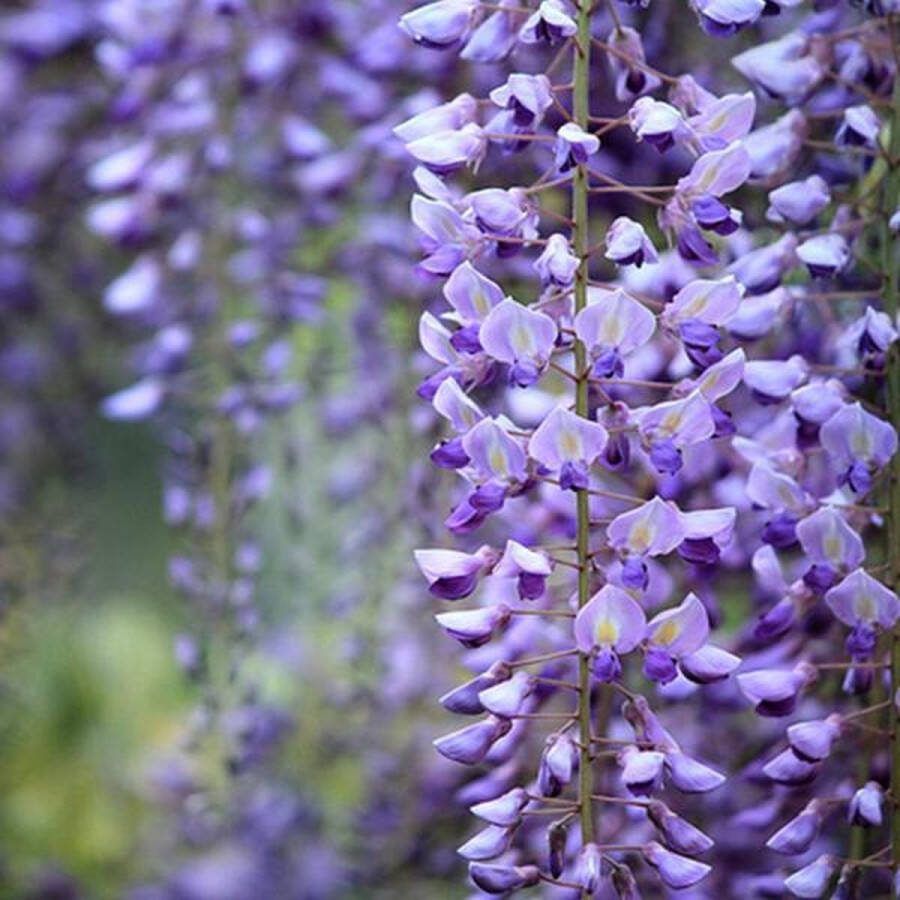Arborix Wisteria sinensis Blauwe regen 200-250 cm in pot: Klassieke klimplant met geurige blauwe bloemen