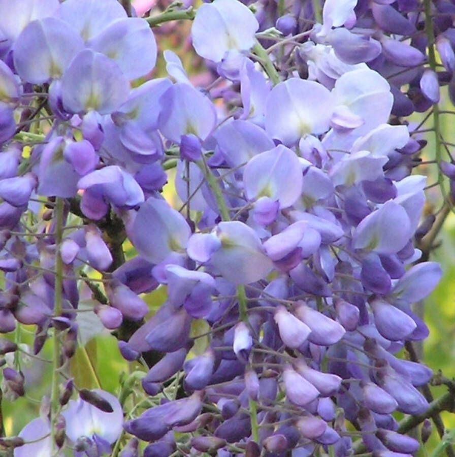 Arborix Wisteria Sinensis Prolific Blauwe Regen Blauw Klimplant Sierheester 50-60 cm in pot